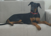 7 aylık kısır doberman